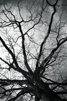 Bare tree over dark cloudy sky, vertical black and white photo