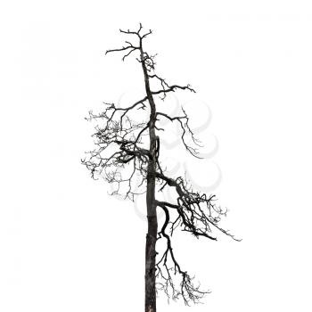 Dry dead leafless bare tree isolated on white background