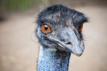 Closeup portrait of ostrich with orange eyes