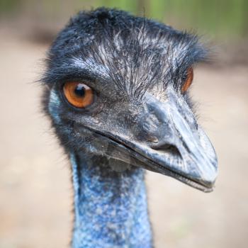 Close up portrait of ostrich with orange eyes