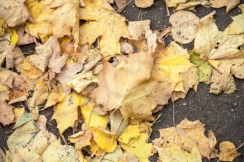 Yellow fallen autumnal leaves lay on asphalt road background