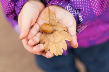Acorn and autumnal oak leaf in child hands, closeup photo with selective focus