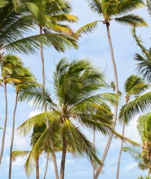 Palm trees over bright blue cloudy sky. Dominican republic nature, photo background