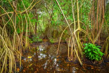 Wild tropical rainforest landscape, mangrove trees growing in the water