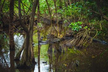 Wild tropical rainforest landscape with green plants growing in water. Dominican republic nature