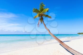 Caribbean Sea, Dominican republic, Saona island. Coconut palm grows on white sandy beach