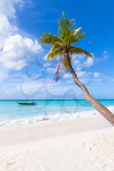 Coconut palm grows on white sandy beach. Caribbean Sea coast, Dominican republic, Saona island