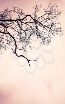 Leafless bare tree over pink cloudy sky. Monochrome natural background photo with vintage tonal correction filter effect