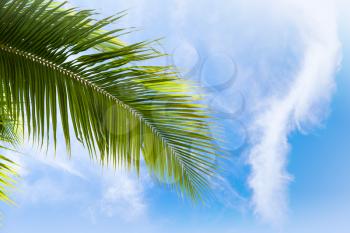 Coconut palm tree leaf over blue cloudy sky background