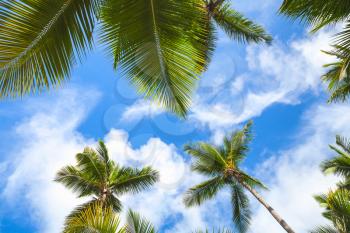 Coconut palm trees over bright sky background. Dominican Republic nature background photo