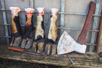 Farm tools, butcher ax, knifes and bull hooves right after the slaughter stand on old wooden bench
