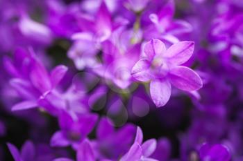 Bright purple Campanula flowers, close up natural background photo with selective focus
