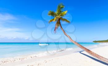Coconut palm grows on white sandy beach of Saona island. Caribbean Sea coast, Dominican republic nature