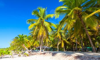 Coconut palms grow on sandy beach. Caribbean Sea, Dominican republic, Saona island coast, popular touristic resort