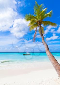 Coconut palm grows on white sandy beach of Saona island. Caribbean Sea coast, Dominican republic, vertical photo