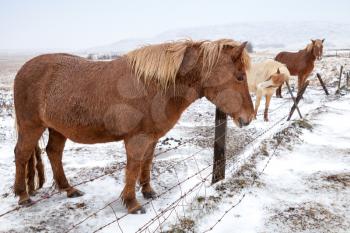 Icelandic horses stand on snow-covered meadow near barbed wire farm fence