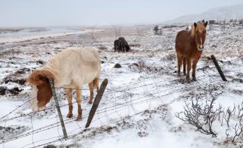 Icelandic horses walk around the snow-covered meadow near farm fence