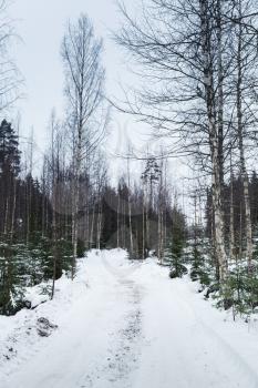 Empty snowy forest road in winter season
