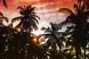 Palm trees silhouettes under red tropical sky background. Natural photo with colorful tonal filter effect