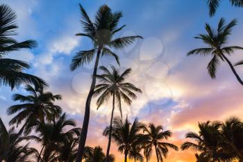 Coconut palm trees and bright evening sky, tropical vacation background