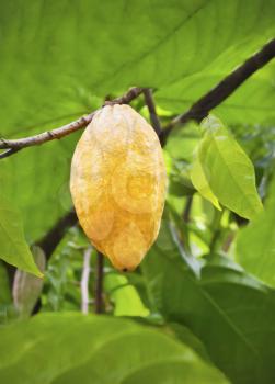 Cacao fruits on the tree