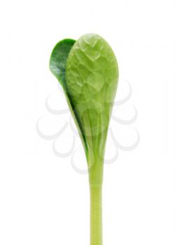 Green pumpkin sprout isolated on white background