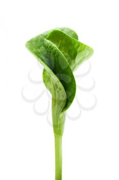 Green twisted sprout isolated on white background