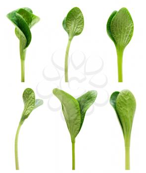 Green twisted sprout set isolated on white background