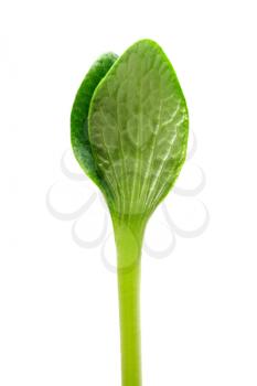 Green sprout isolated on a white background