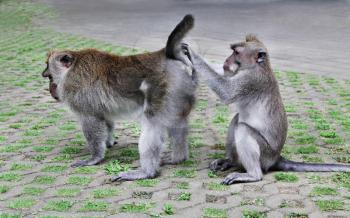 One monkey searching fleas from another monkey