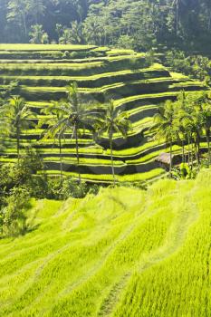Beauty rice terrace with palms on Bali island