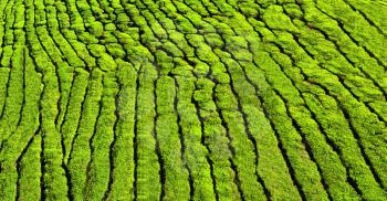 Tea plantation in India as a beauty background