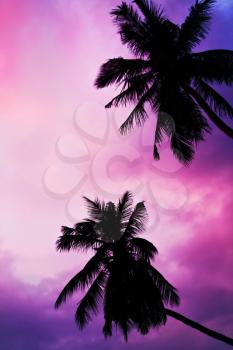Palms on the beauty sunset sky background