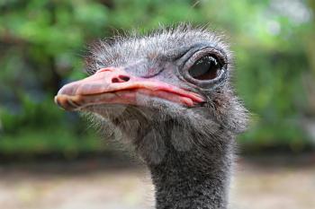 Emu close up, outdoors, Thailand