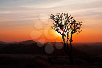 Tree in the sunset sky, Hampi, India