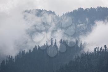 Trees in the fog and clouds, Himalaya