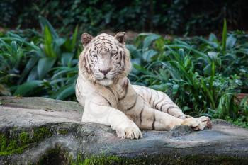 The white tiger is a pigmentation variant of the Bengal tiger