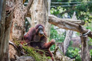 The orangutans are the two exclusively Asian species of extant great apes
