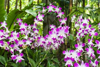 Beauty purple orchids (Orchidaceae family) in the park