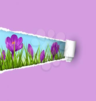 Green grass lawn with violet crocuses and ripped paper sheet isolated on violet. Floral nature spring background