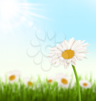 Green grass lawn with white chamomiles flowers and sunlight on sky background