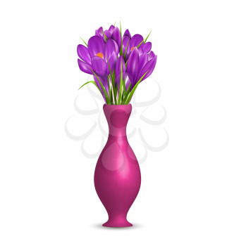 Crocuses in vase isolated on white background