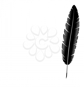 Black single feather isolated on white background