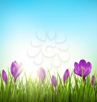 Green grass lawn with violet crocuses and sunrise on blue sky. Floral nature spring background