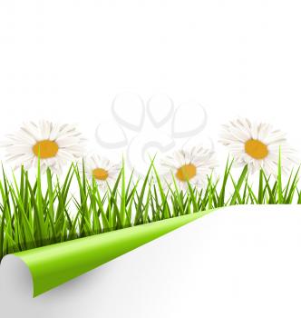 Green grass lawn with white chamomiles and wrapped paper sheet isolated on white. Floral nature flower background
