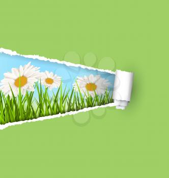 Green grass lawn with white chamomiles and ripped paper sheet isolated on green. Floral nature flower background