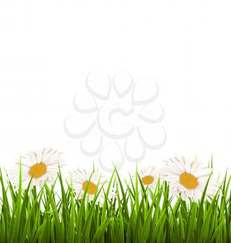 Green grass lawn with white chamomiles isolated on white. Floral nature flower background