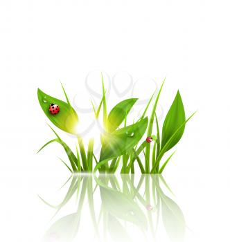 Green grass, plantain and ladybugs with sunrise and reflection on white. Floral nature spring background