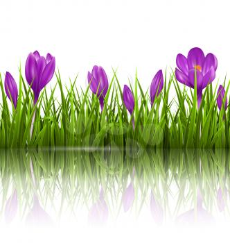 Green grass lawn and violet crocuses with reflection on white. Floral nature spring background