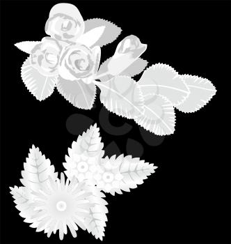 White flowers isolated on black background